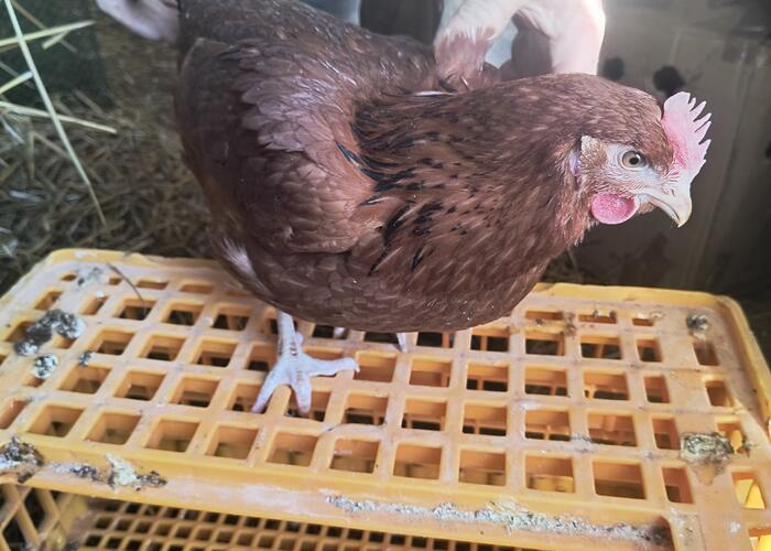 Grajewo ogłoszenia: Mam na sprzedaż kury nisoki 21tydzien